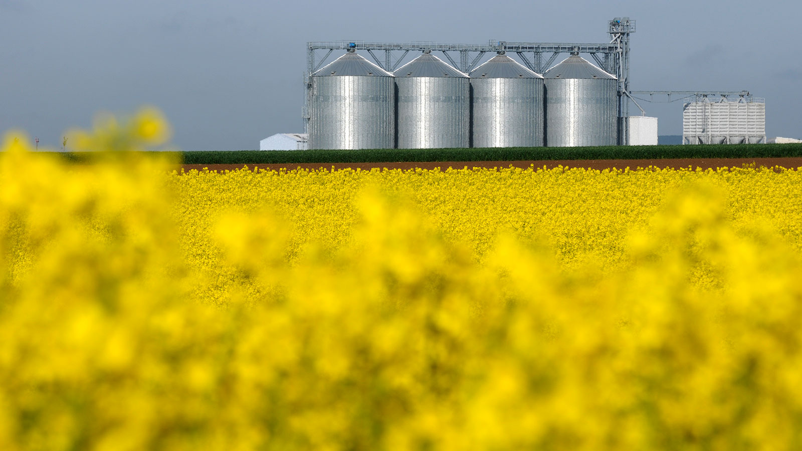 Champ colza avec silos de stockage
