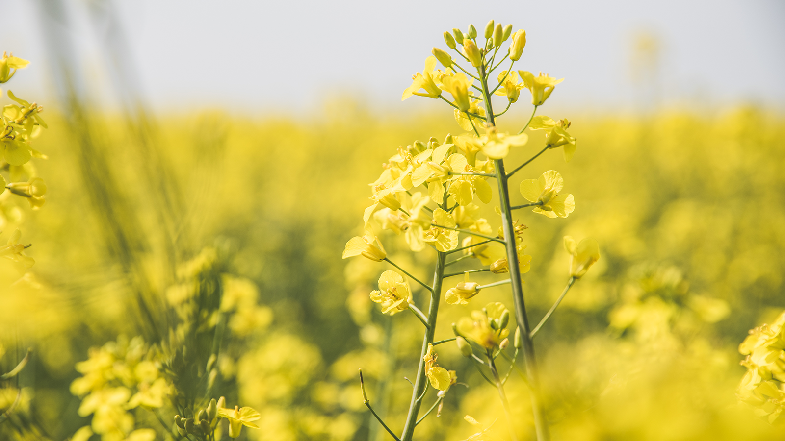 Valorisation des graines sur OleoZE