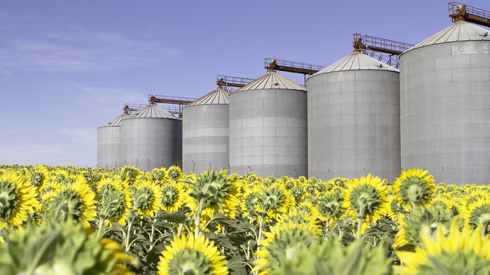 Champ tournesol avec silos de stockage
