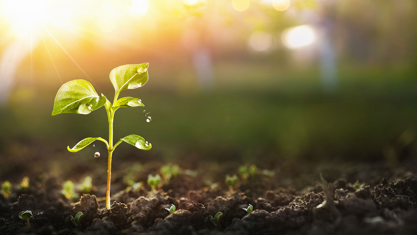 Saipol s'inscrit dans l'initiative "4 pour 1000"